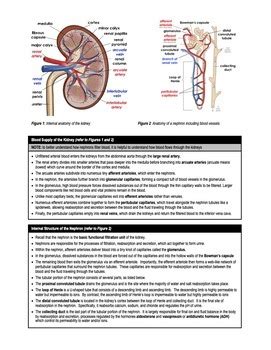 Comprehensive Guide to Hyperkalemia: Effective Treatments and Management Strategies